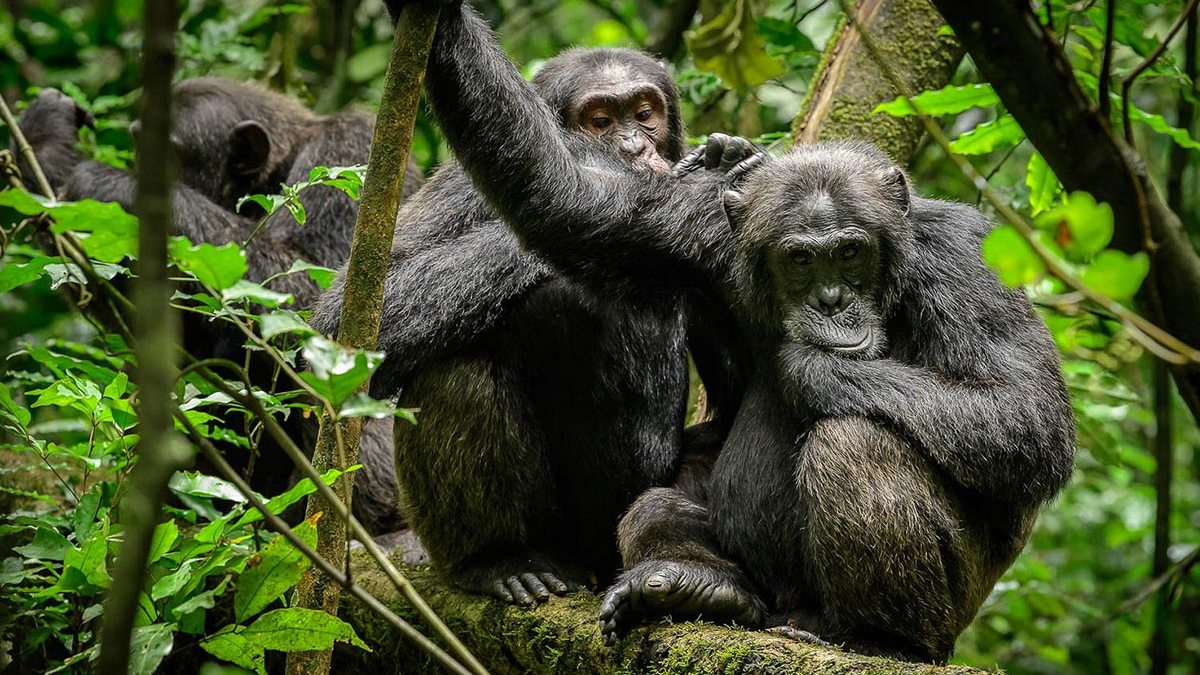 14 Days best budget Uganda Rwanda gorilla trekking adventure safari holiday